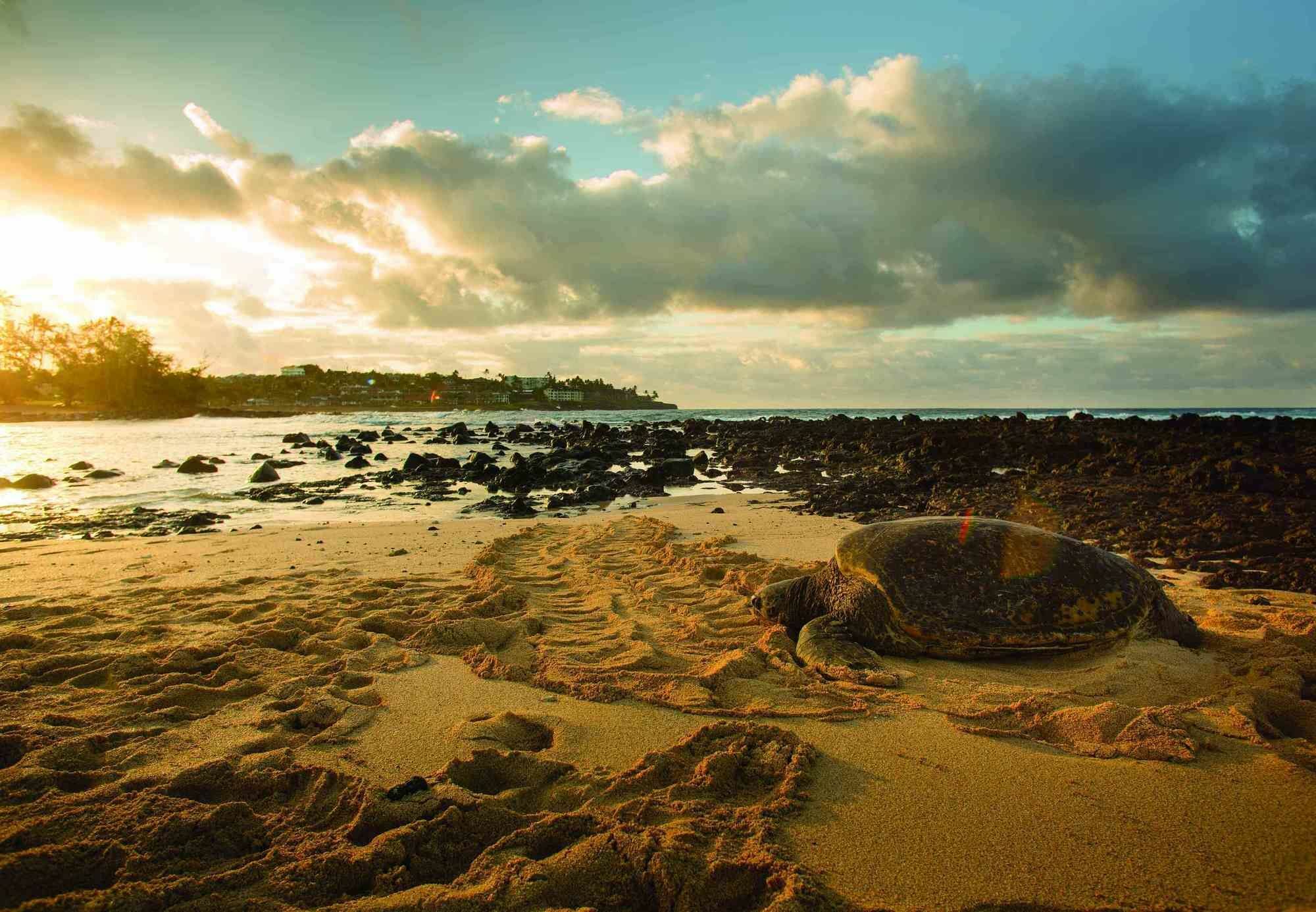 Marriott'S Waiohai Beach Club Koloa Exterior foto